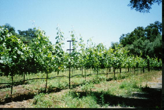 Grgich Hills Vineyard.