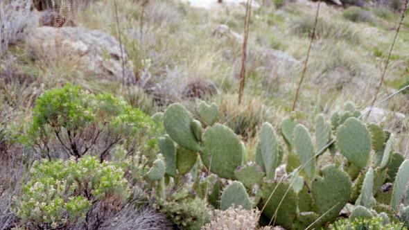 Prickly pear cactus with heart.