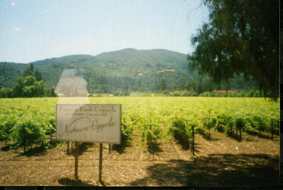 Francis ford copolla vineyard #2
